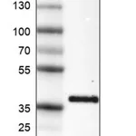 Merck Monoclonal Anti-INHBC antibody produced in mouse