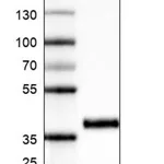 Merck Monoclonal Anti-INHBC antibody produced in mouse