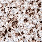 Merck Monoclonal Anti-PRL antibody produced in mouse
