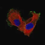 Merck Monoclonal Anti-ITGB8 antibody produced in mouse