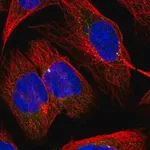 Merck Anti-SLC1A4 antibody produced in rabbit
