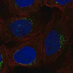 Merck Anti-RGS18 antibody produced in rabbit