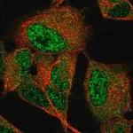 Merck Anti-GIMAP6 antibody produced in rabbit