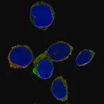 Merck Anti-SELL antibody produced in rabbit