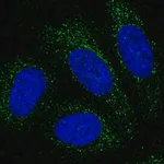 Merck Anti-PBX4 antibody produced in rabbit