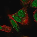 Merck Anti-RUFY1 antibody produced in rabbit
