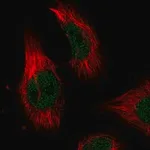 Merck Anti-ILKAP antibody produced in rabbit