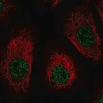 Merck Anti-DNM1 antibody produced in rabbit