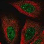 Merck Anti-GSTCD antibody produced in rabbit