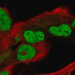 Merck Anti-POC5 antibody produced in rabbit