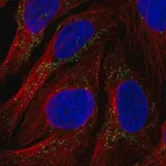 Merck Anti-RYR3 antibody produced in rabbit
