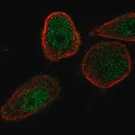 Merck Anti-CHML antibody produced in rabbit