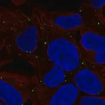 Merck Anti-LRP1B antibody produced in rabbit