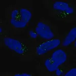 Merck Anti-DPH5 antibody produced in rabbit