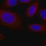 Merck Anti-Collagen, Type X antibody, Mouse monoclonal