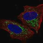 Merck Anti-S1PR4 antibody produced in rabbit