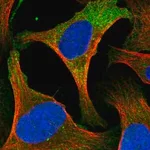 Merck Anti-CYTH2 antibody produced in rabbit