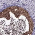 Merck Anti-LCN9 antibody produced in rabbit