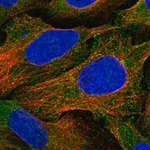 Merck Anti-EPS15 antibody produced in rabbit