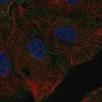 Merck Anti-CD99L2 antibody produced in rabbit