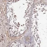 Merck Anti-CIR1 antibody produced in rabbit