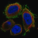 Merck Anti-DNAJB13 antibody produced in rabbit