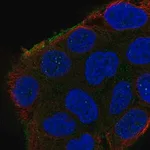 Merck Anti-SHROOM2 antibody produced in rabbit