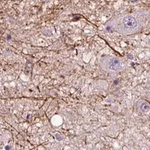 Merck Anti-ADRB3 antibody produced in rabbit