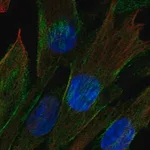 Merck Anti-CDC42EP3 antibody produced in rabbit