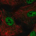 Merck Anti-NR0B1 antibody produced in rabbit