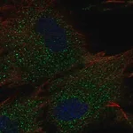 Merck Anti-RC3H2 antibody produced in rabbit
