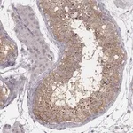 Merck Anti-KIF5C antibody produced in rabbit