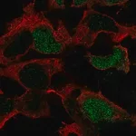 Merck Anti-POU3F4 antibody produced in rabbit