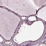 Merck Anti-SEPHS1 antibody produced in rabbit