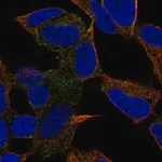 Merck Anti-PCDH20 antibody produced in rabbit