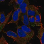 Merck Anti-TMEM169 antibody produced in rabbit