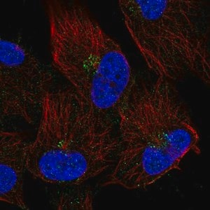 Merck Anti-TMEM165 antibody produced in rabbit