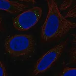 Merck Anti-CYP27C1 antibody produced in rabbit