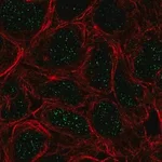 Merck Anti-TBX6 antibody produced in rabbit