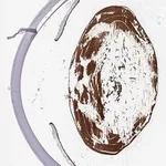 Merck Anti-CRYBA2 antibody produced in rabbit