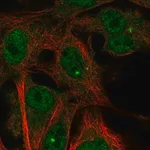 Merck Anti-TMEM169 antibody produced in rabbit