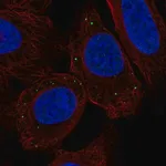 Merck Anti-TMEM215 antibody produced in rabbit