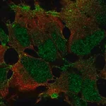 Merck Anti-ZNF560 antibody produced in rabbit
