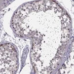 Merck Anti-HSFX2 antibody produced in rabbit