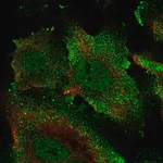 Merck Anti-ECSCR antibody produced in rabbit
