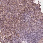Merck Anti-IL9R antibody produced in rabbit