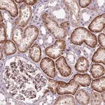 Merck Anti-VSTM5 antibody produced in rabbit
