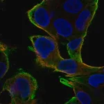 Merck Anti-PEBP1 antibody produced in rabbit
