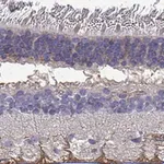 Merck Anti-SEMA4F antibody produced in rabbit