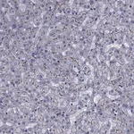 Merck Anti-SLC30A10 antibody produced in rabbit